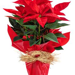 Poinsettia Plant